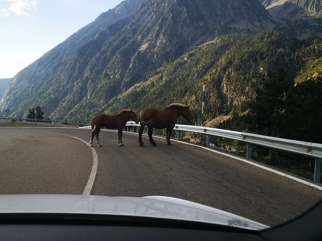 סוסים על הכביש בפירנאים הספרדיים